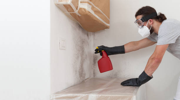 Professional Basement Mold Remediation technician working in Summit, IL