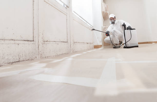 24/7 Emergency Basement Mold Remediation experts in Summit, IL